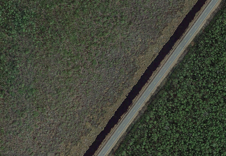 Google Earth image with road dividing healthy and dead forests.
