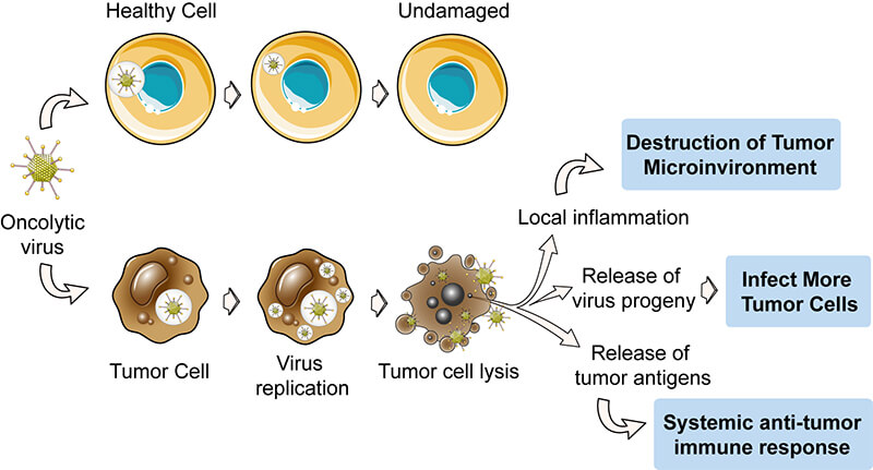 Scientists hopeful about virus that can kill "every type" of cancer 1