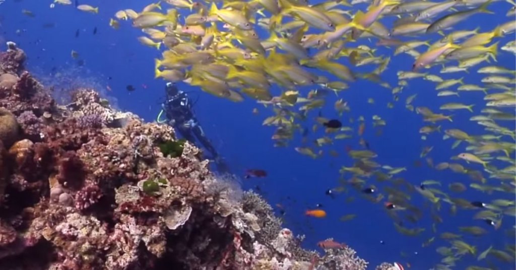 Scientists are using underwater speakers to revive coral reefs wrecked by climate change