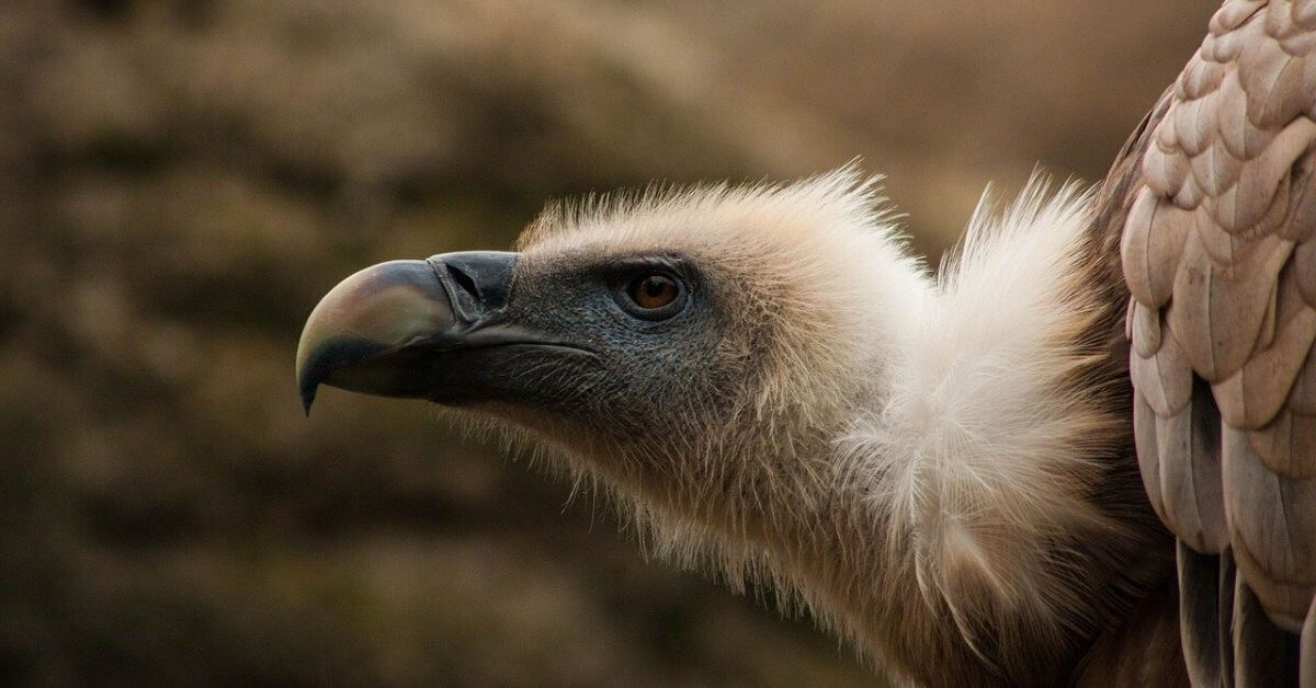 Border Patrol forced to close watch tower—because vultures keep sh*tting on it
