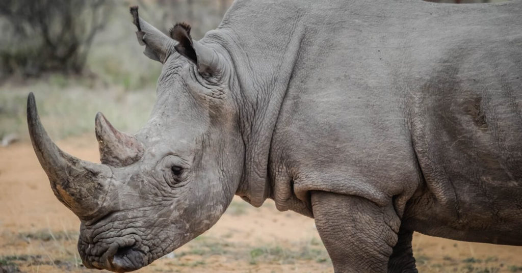 A photo of a rhino