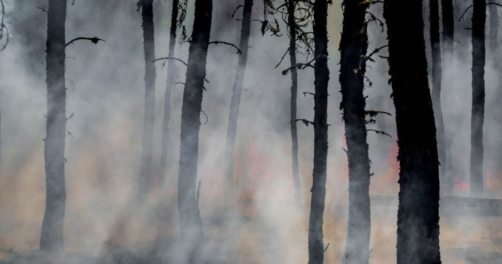 A photo of a forest fire