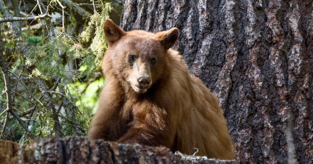 brown bear in front of tree
