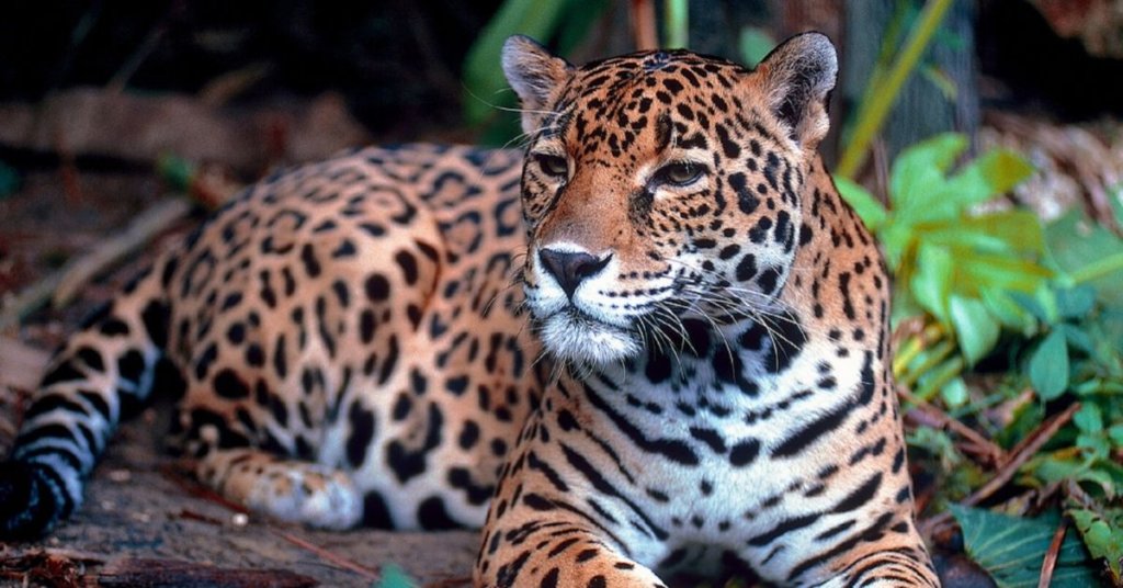 10 times Trump attacked endangered species—and 3 times people fought back 1