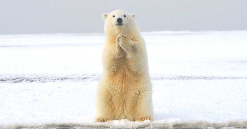 A polar bear standing on his hind legs