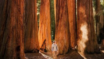 Man standing among giant trees
