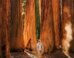 Man standing among giant trees