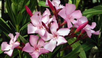 Oleandrin is a deadly plant poison, not a COVID-19 cure