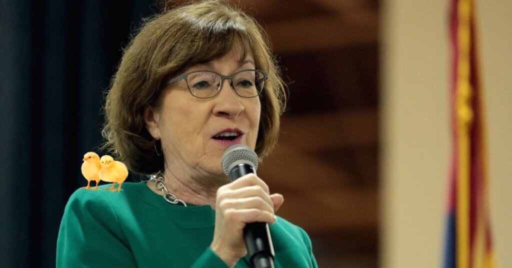 Susan Collins Murders Baby Chicks and the Post Office