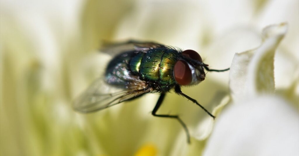 A close up photo of a house fly