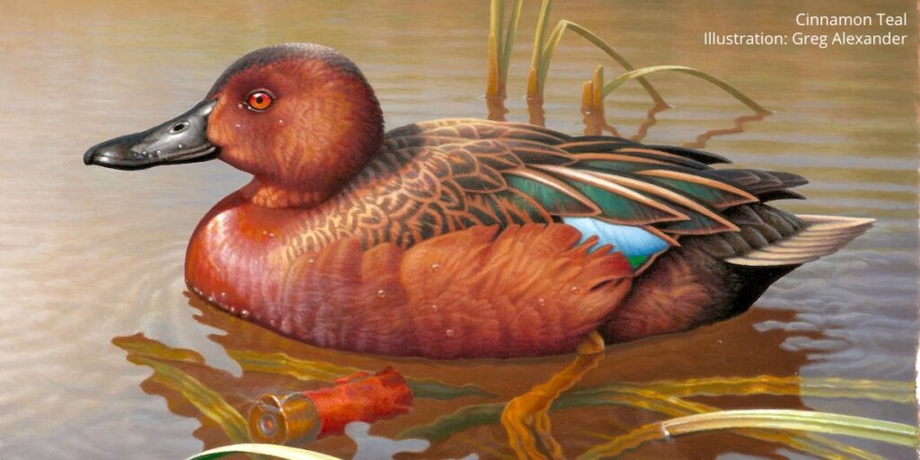 An entry to the annual duck stamp contest shows a shotgun shell floating near a beautiful bird