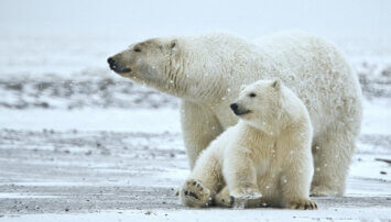 Polar bears gaze across the ice, Trump rushes to sell land at the Arctic National Wildlife Refuge to oil companies before Biden takes office
